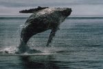Bitcoin Whale нарушает молчание с переводом на 26 миллионов долларов – что происходит?